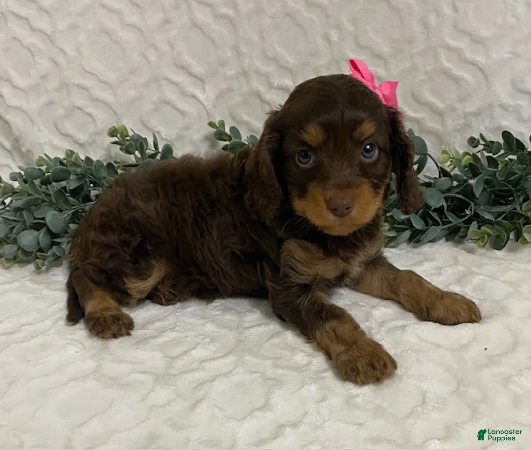 Cavapoo dogs for sale: Lexi - Ad 1