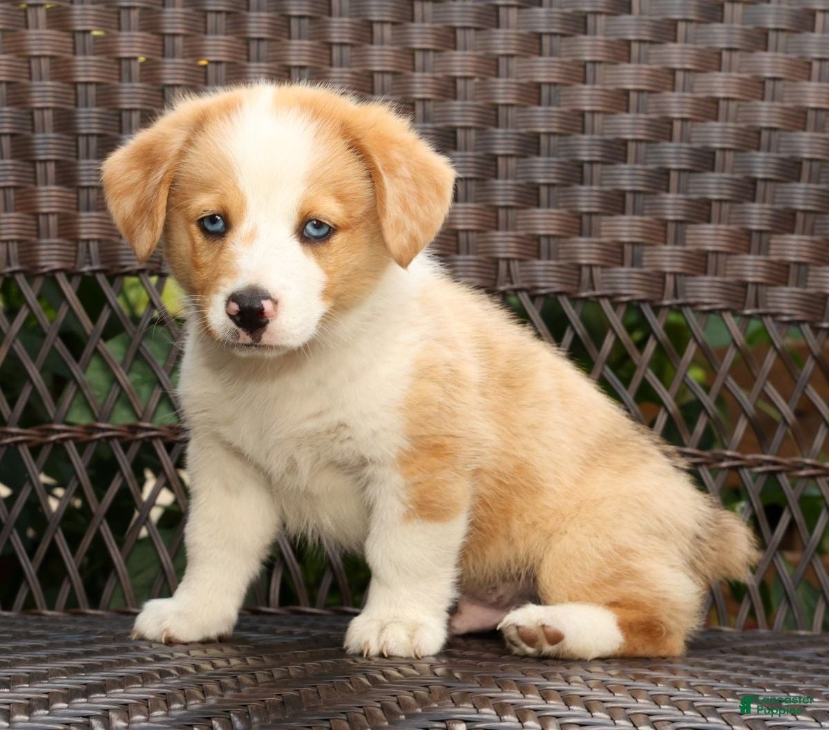 Welsh Corgi Pembroke dogs Boone - Ad 1