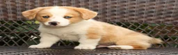 Welsh Corgi Pembroke dogs for sale: Boone - Ad 1