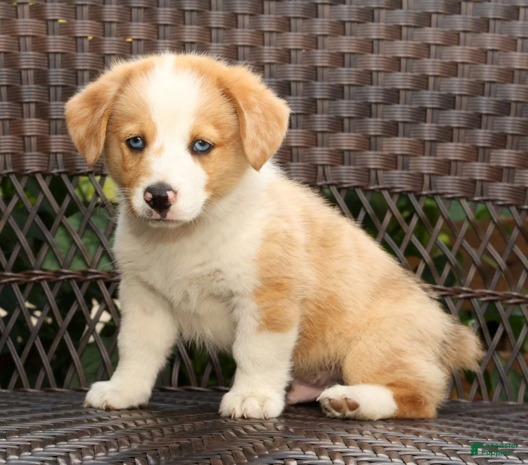 Welsh Corgi Pembroke dogs for sale: Boone - Ad 1