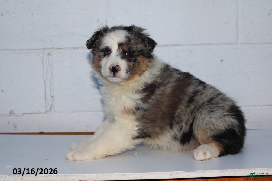 Australian Shepherd dogs Rainbow - Ad 1