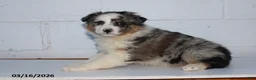 Australian Shepherd dogs for sale: Rainbow - Ad 1