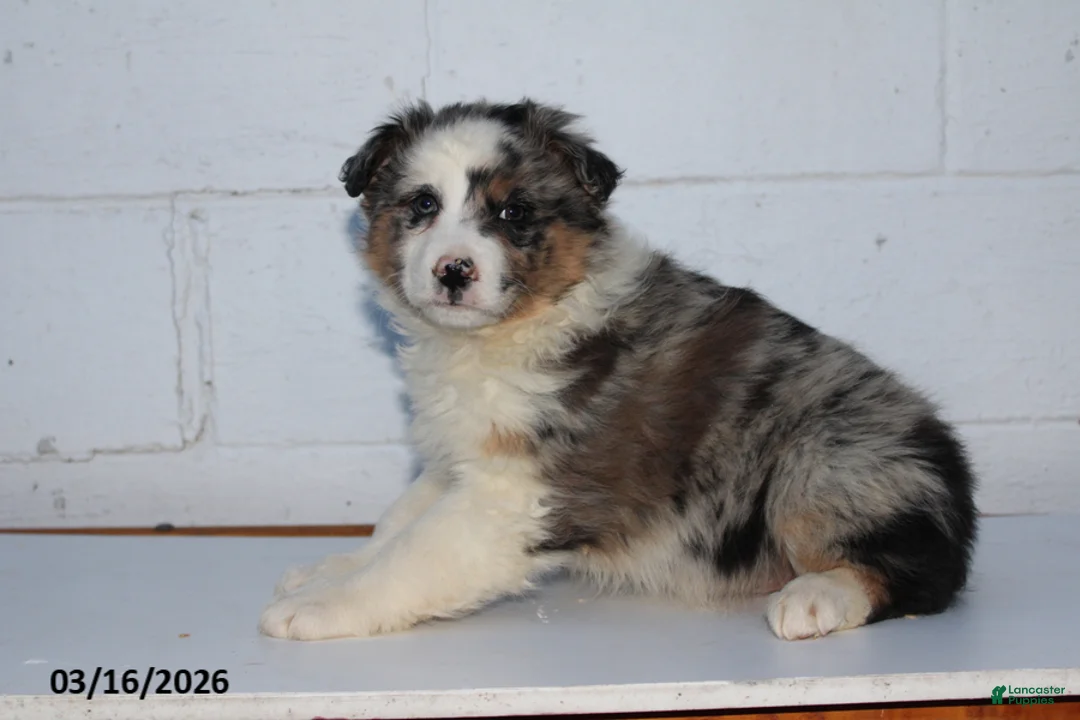 Australian Shepherd dogs for sale: Rainbow - Ad 1