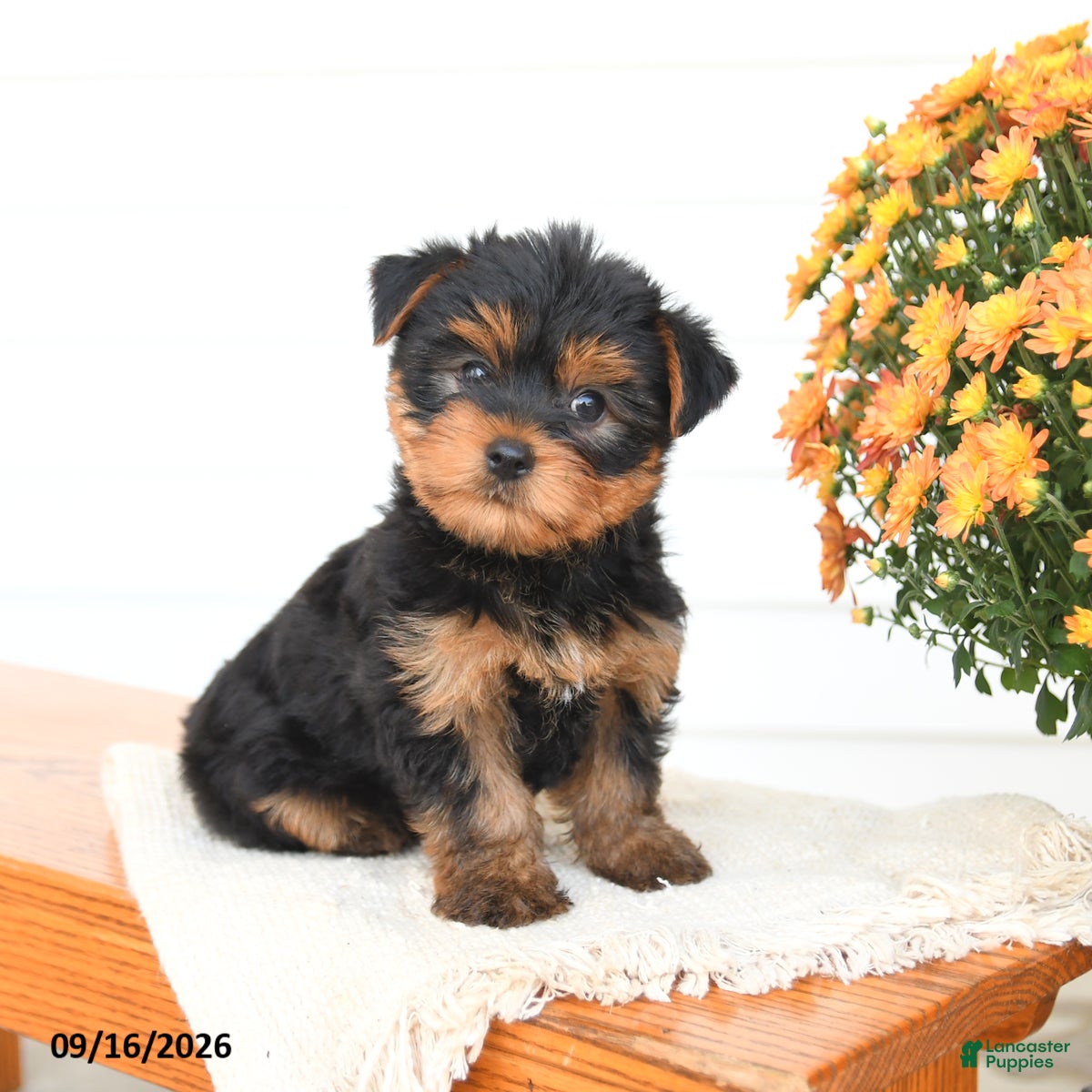 Yorkshire Terrier dogs Asher - Ad 1