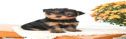 Yorkshire Terrier dogs for sale: Asher - Ad 1