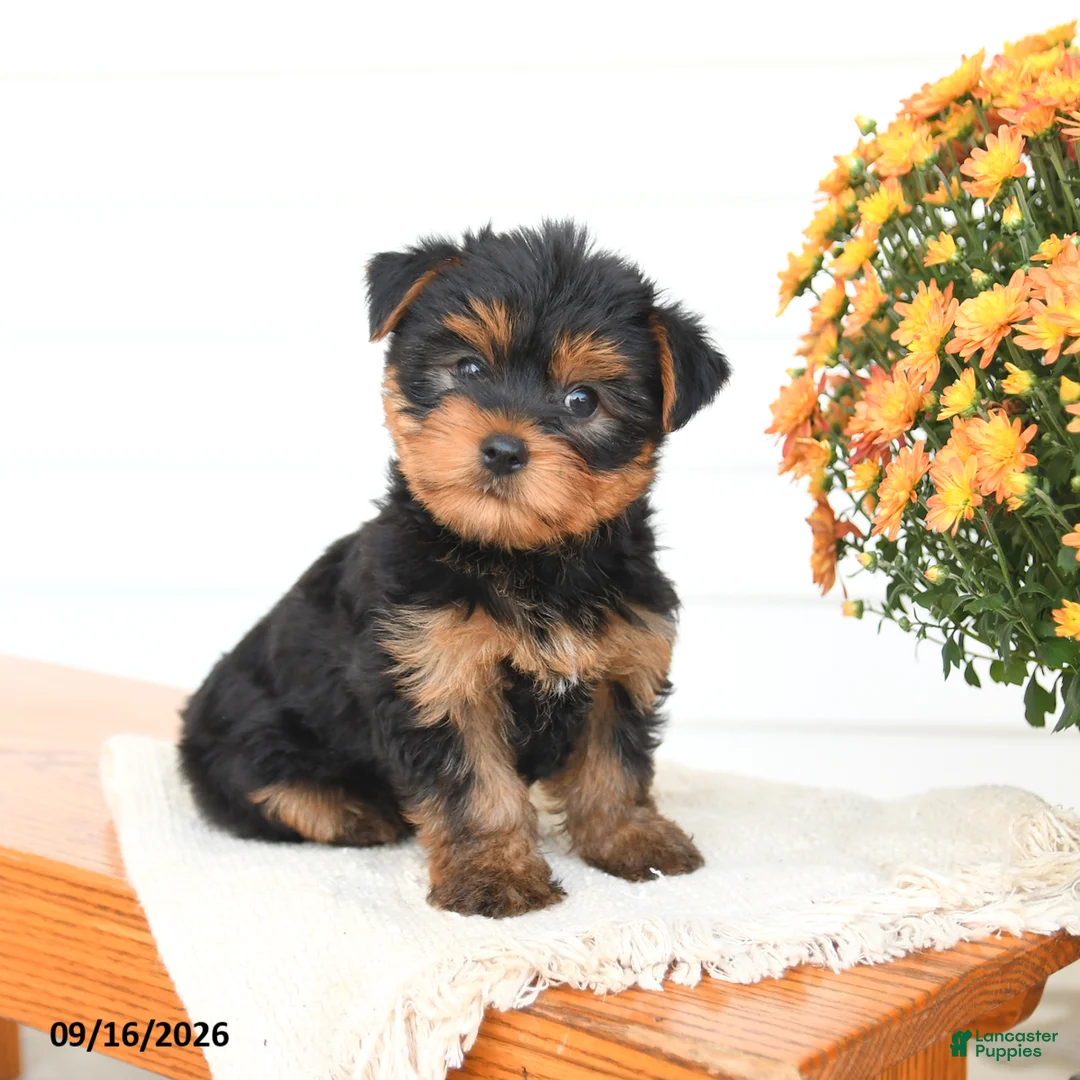 Yorkshire Terrier dogs for sale: Asher - Ad 1