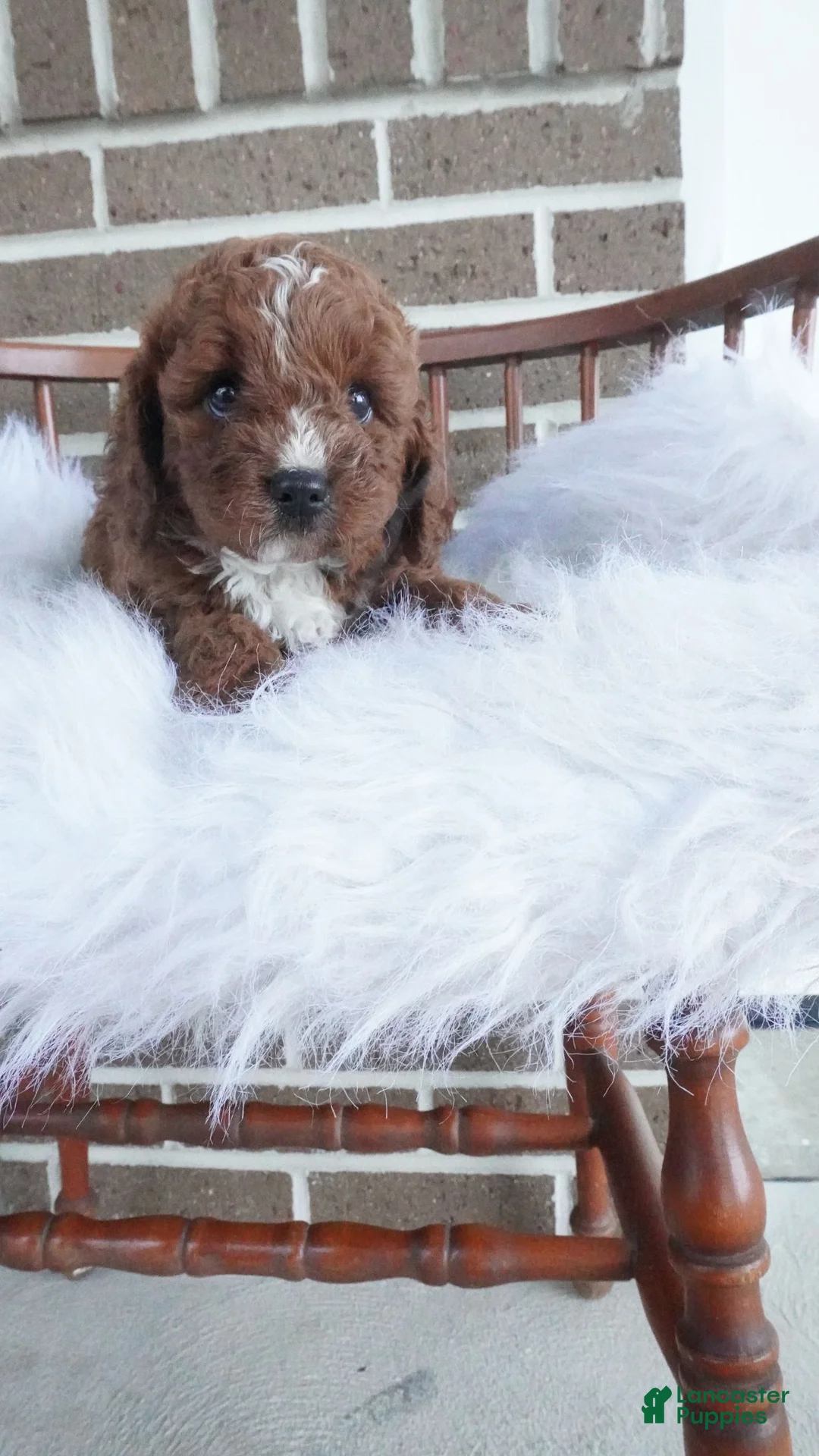 Cavapoo dogs for sale: Teddy  - Ad 1
