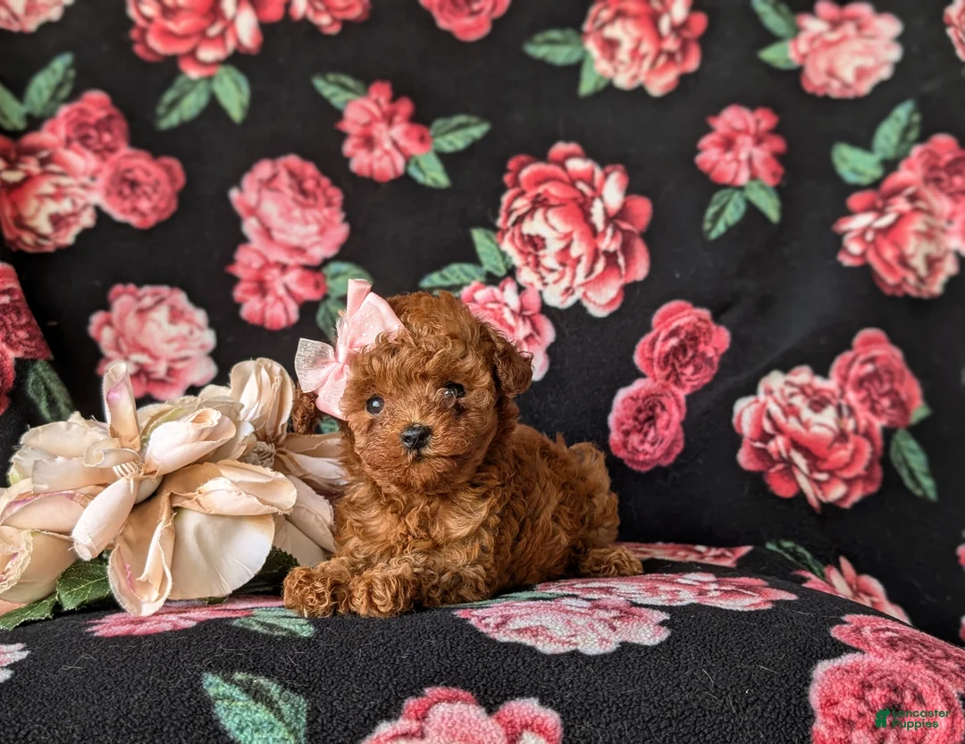 Toy Poodle dogs for sale: Shena 7 lbs Full Grown - Ad 6