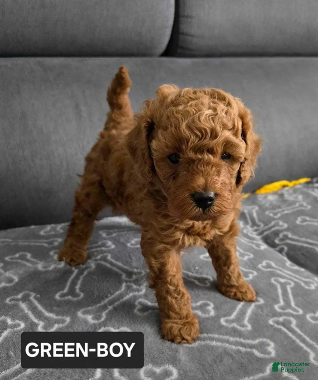 Toy Poodle dogs for sale: Toy Poodle Puppy 1 - Ad 2