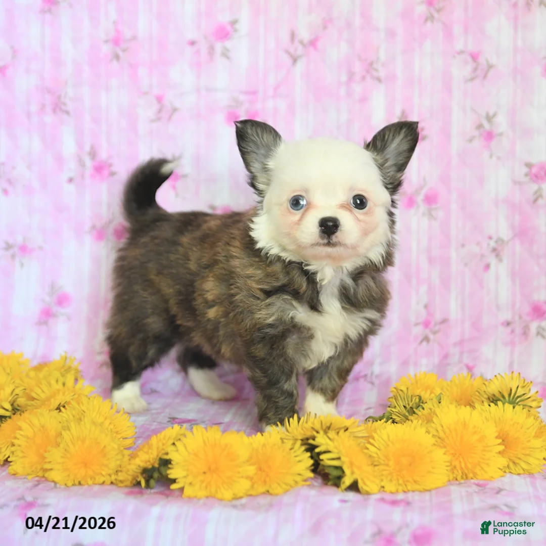 Chihuahua dogs for sale: Eagle - Ad 2