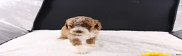 Mini Goldendoodle dogs for sale: Teddy - Ad 5