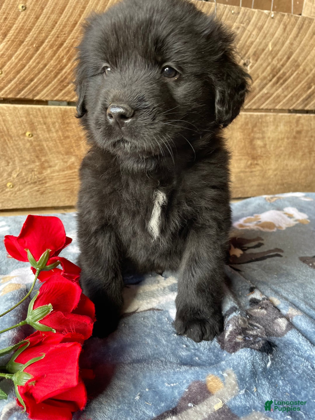 Mixed Breed dogs for sale: Cosmo - Ad 2