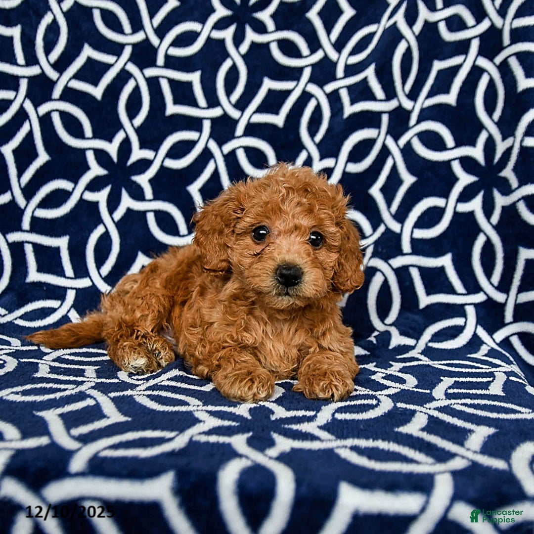 Bichpoo dogs for sale: Rusty - Ad 3