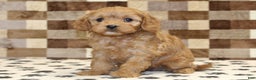 Cavapoo dogs for sale: Emma - Ad 1