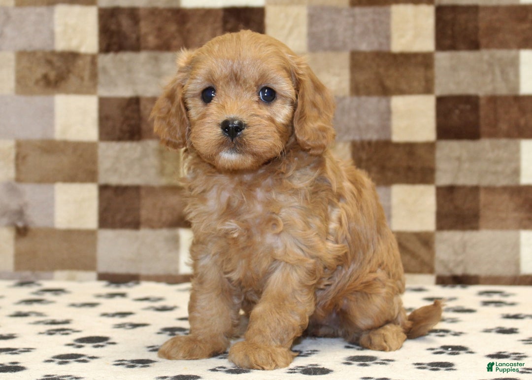 Cavapoo dogs for sale: Emma - Ad 1