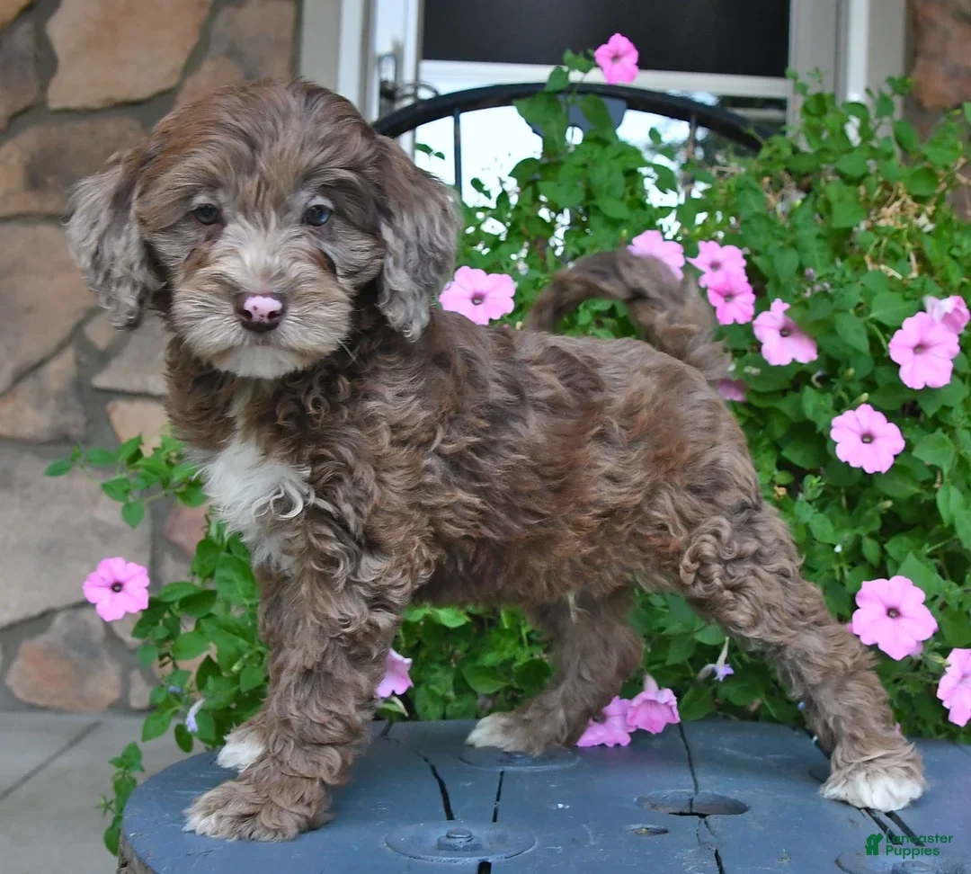 Mixed Breed dogs for sale: Paddington - Ad 2