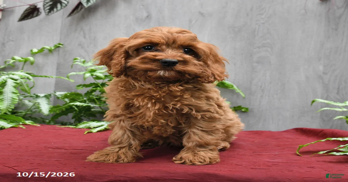 Cockapoo Puppies for sale in Pennsylvania | Lancaster Puppies