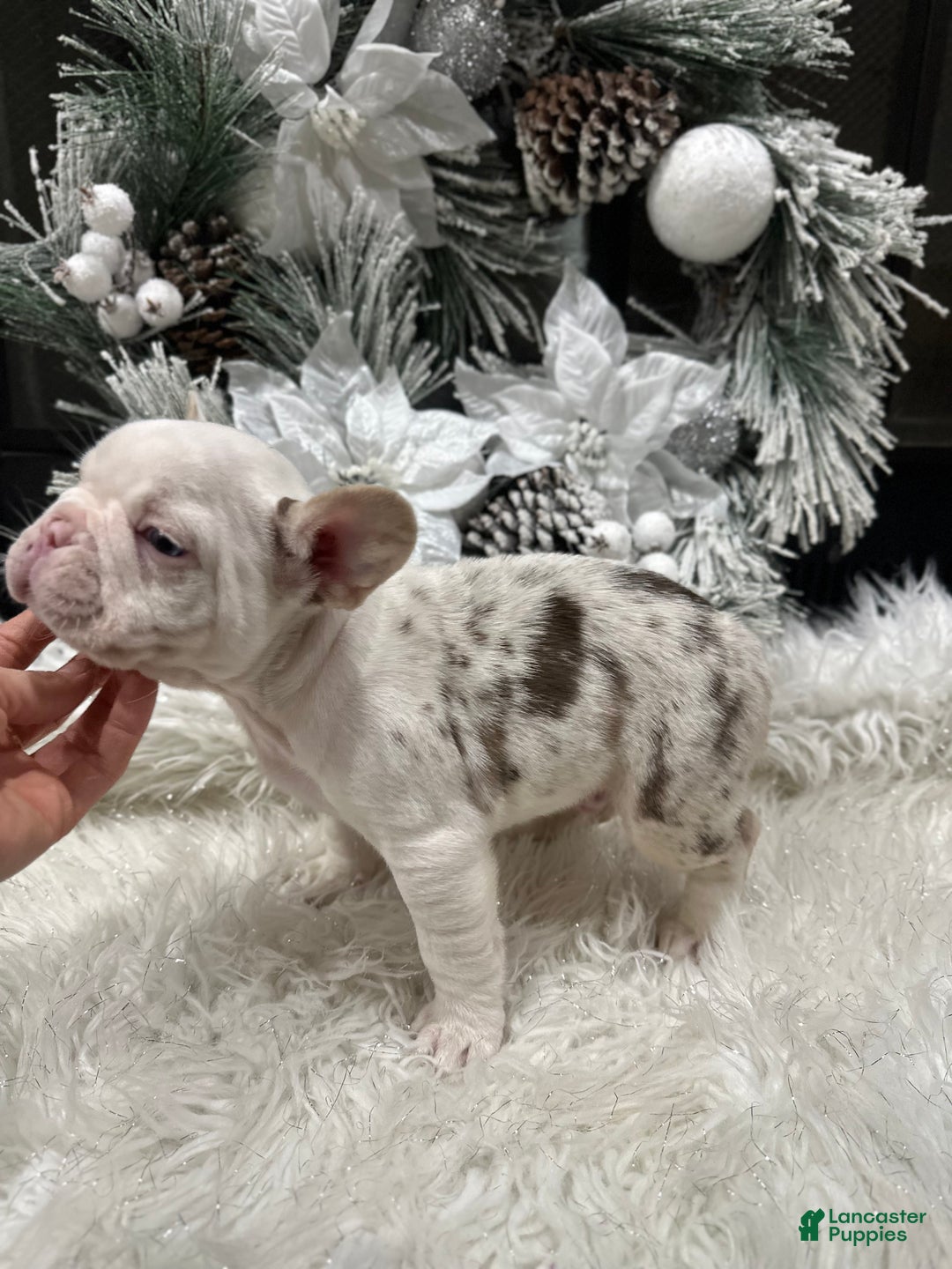 French Bulldog dogs for sale: Rojo and tan koi pink carrier  - Ad 3