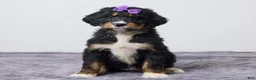 Bernedoodle dogs for sale: Kaya - Ad 1