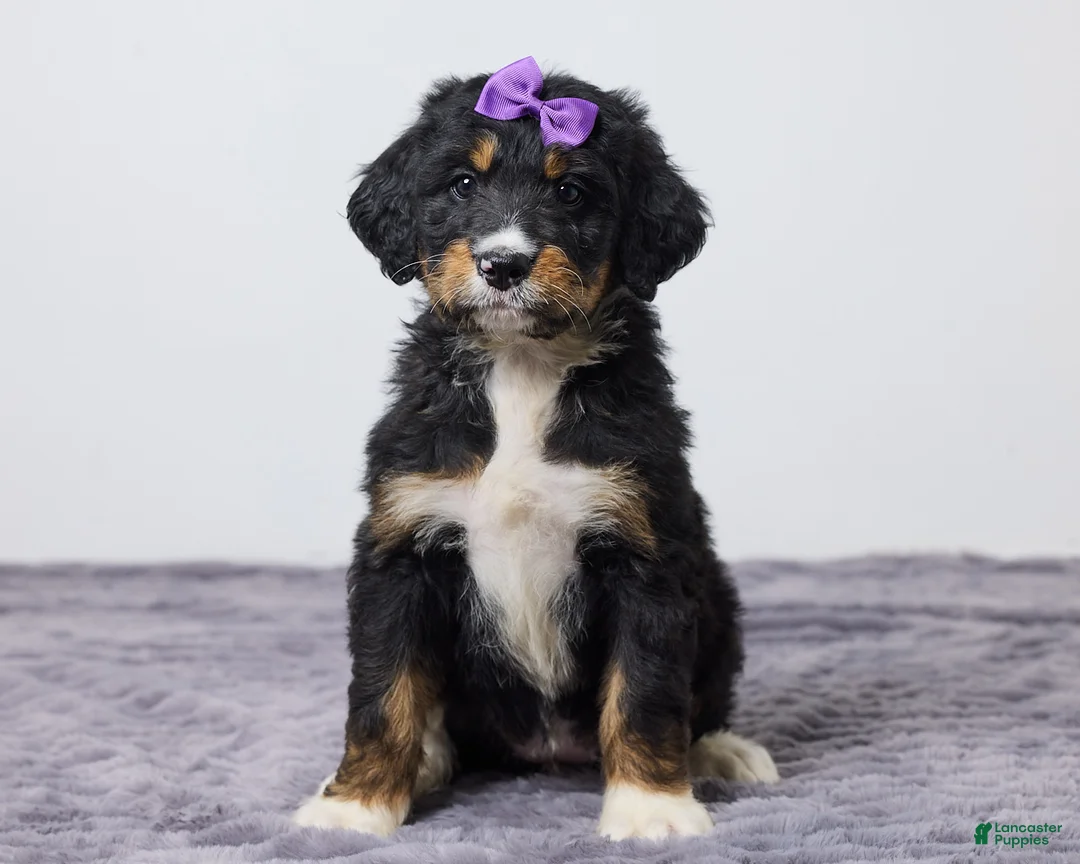 Bernedoodle dogs for sale: Kaya - Ad 1
