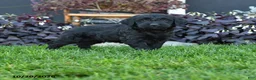 Mixed Breed dogs for sale: Cooper - Ad 1