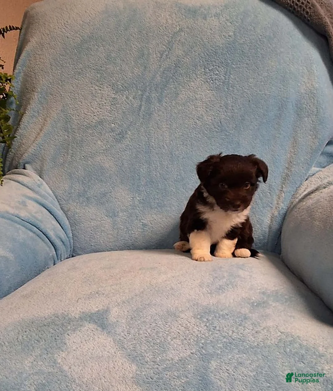 Mini Aussiedoodle dogs for sale: Tiny - Ad 2