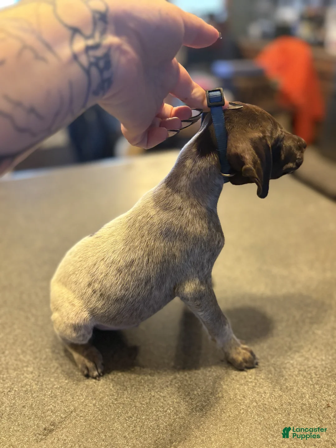 German Shorthaired Pointer dogs for sale: Finch - Ad 2