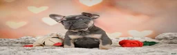 French Bulldog dogs for sale: Aaron - Ad 10