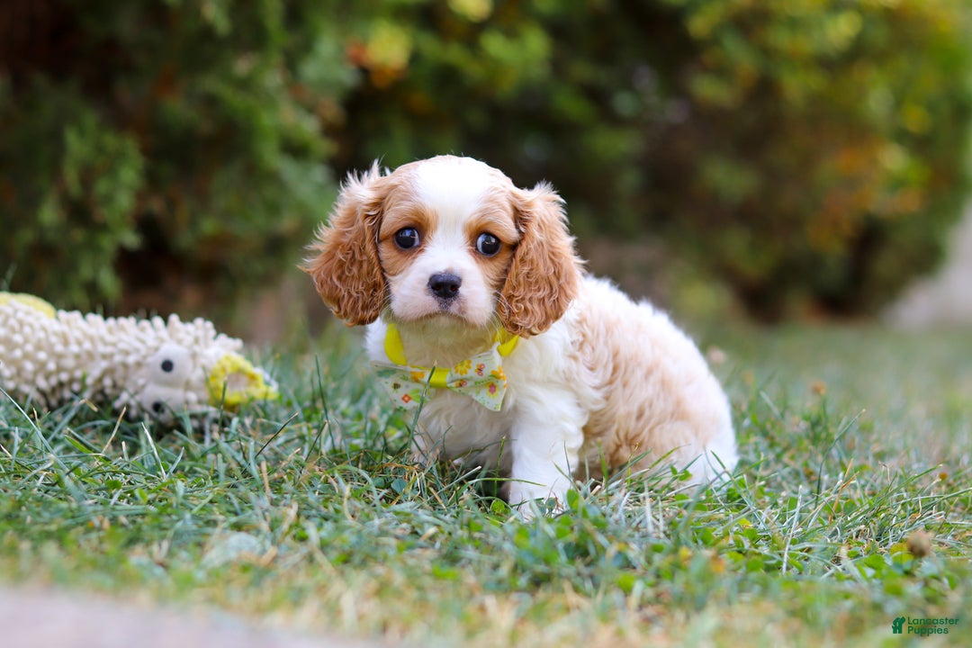 Cavalier King Charles Spaniel dogs for sale: Dexter - Ad 3