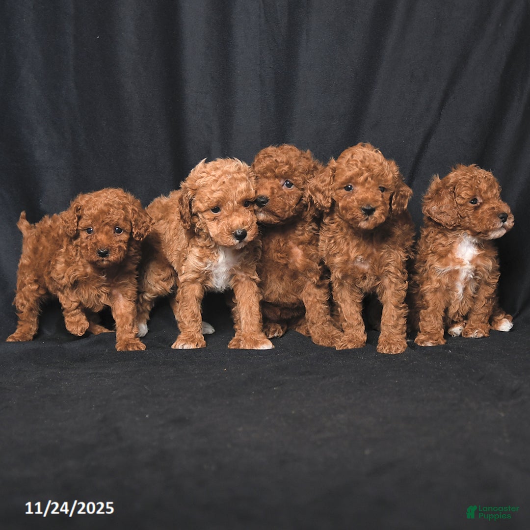 Toy Poodle dogs for sale: Tiny Biscuit - Ad 5
