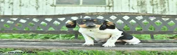 Mixed Breed dogs for sale: Pixie - Ad 4