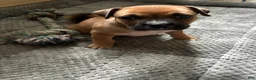 American Pit Bull Terrier dogs for sale: American Pit Bull Terrier Puppy 1 - Ad 3