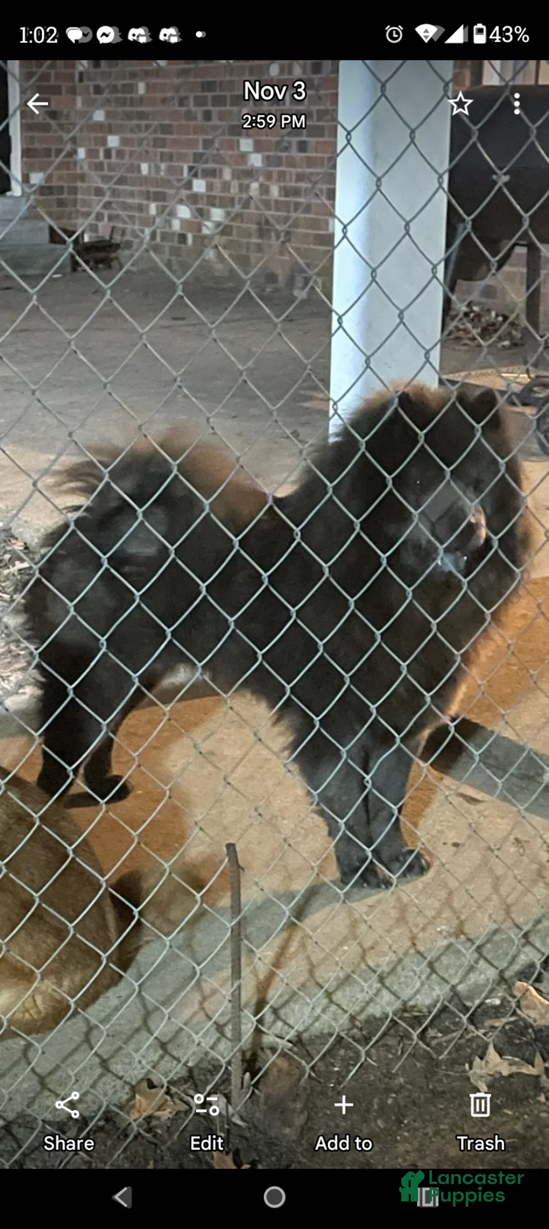 Chow Chow dogs for sale: Foxy  - Ad 7