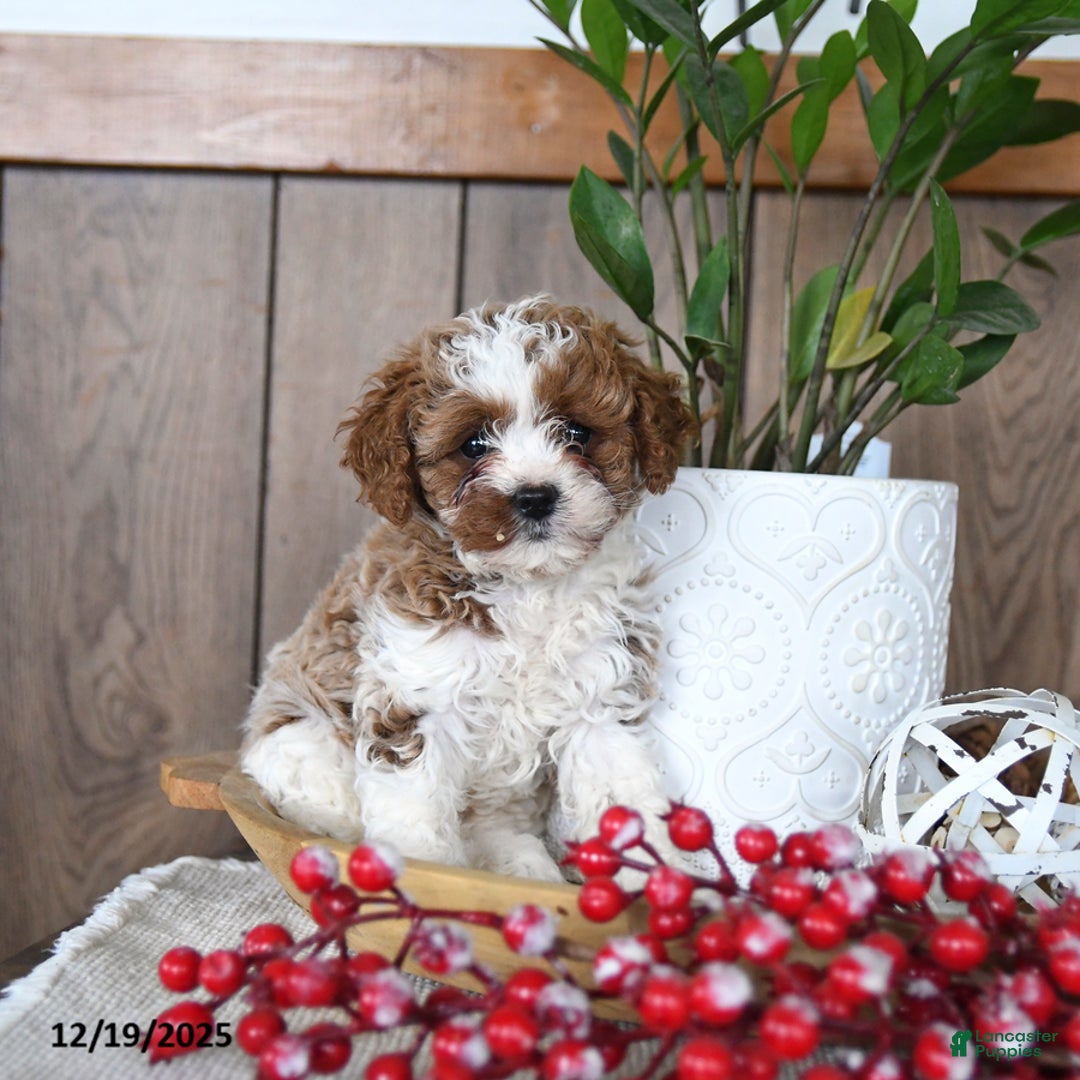 Cavapoo dogs for sale: Clover - Ad 5