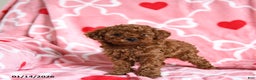 Toy Poodle dogs for sale: Timothy - Ad 2