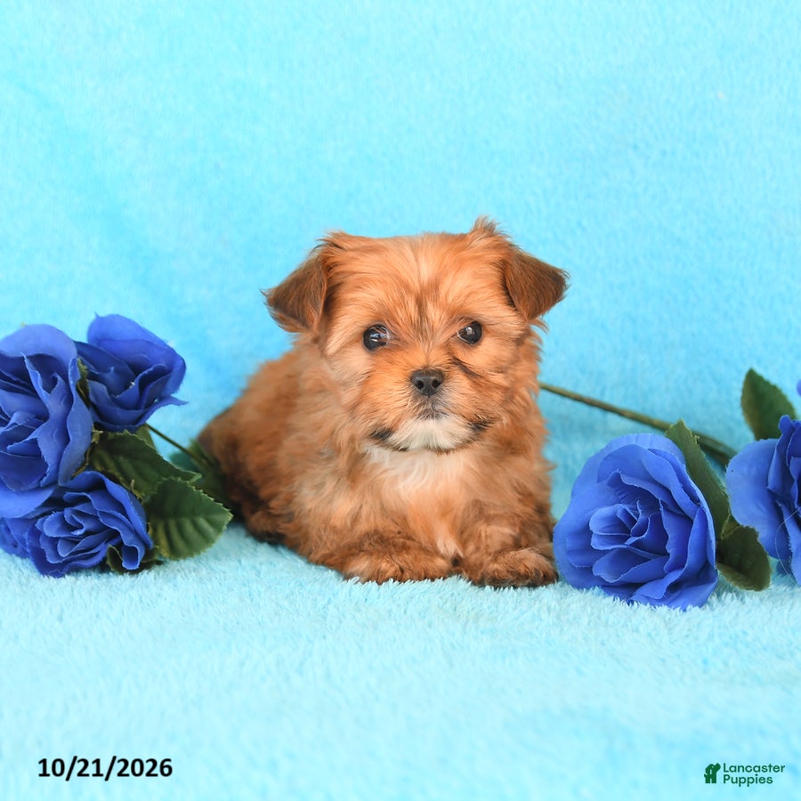 Yorkiepoo dogs for sale: Hannah - Ad 2