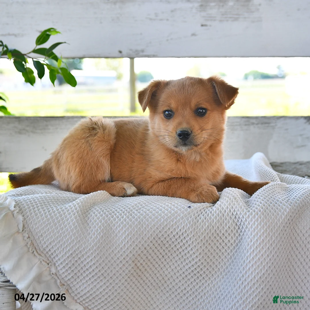 Mixed Breed dogs for sale: Chester - Ad 3