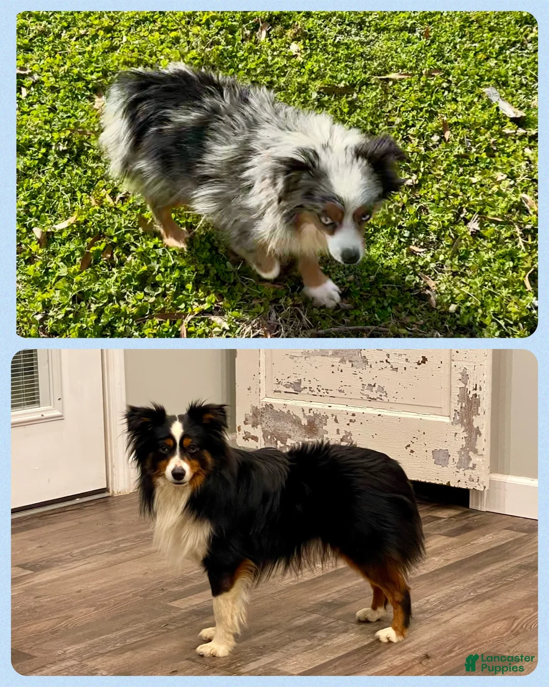 Toy Australian Shepherd dogs for sale: Blue - Ad 2