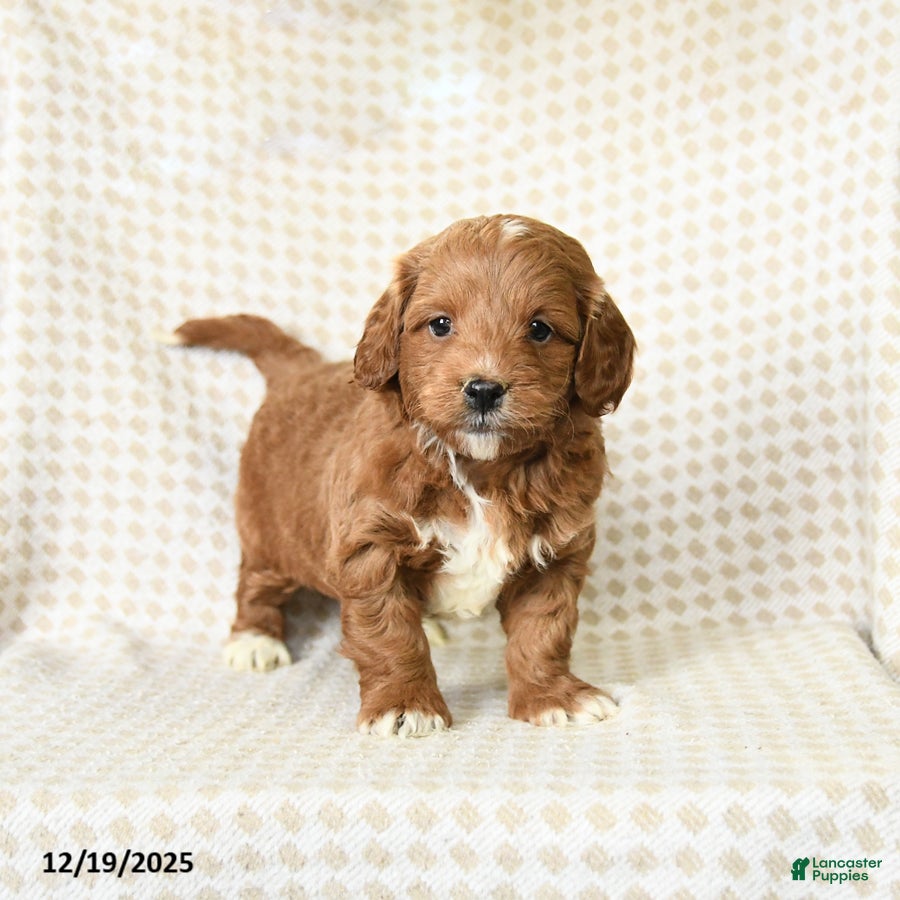 Mini Goldendoodle dogs Leo - Ad 36