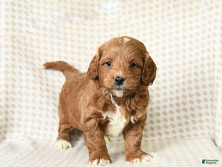 Mini Goldendoodle dogs Leo - Ad 36