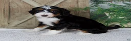 Mini Bernedoodle dogs for sale: Traci - Ad 2
