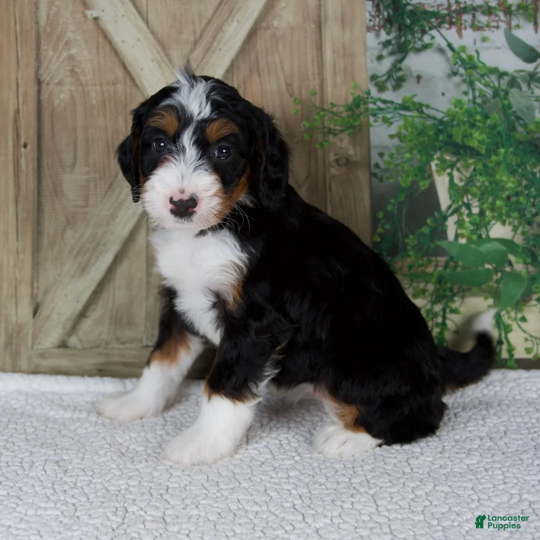 Mini Bernedoodle dogs for sale: Traci - Ad 2