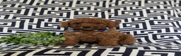 Miniature Poodle dogs for sale: Sloan - Ad 5
