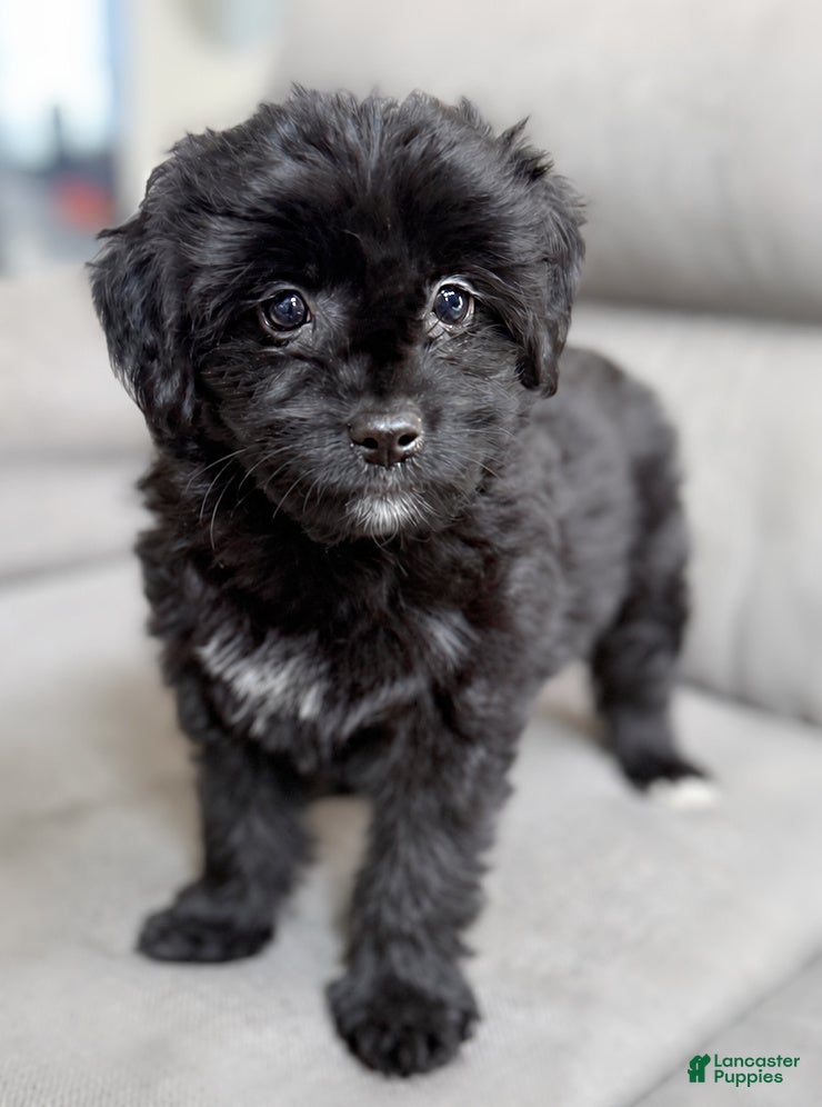 Mini Aussiedoodle dogs Indy - Ad 1