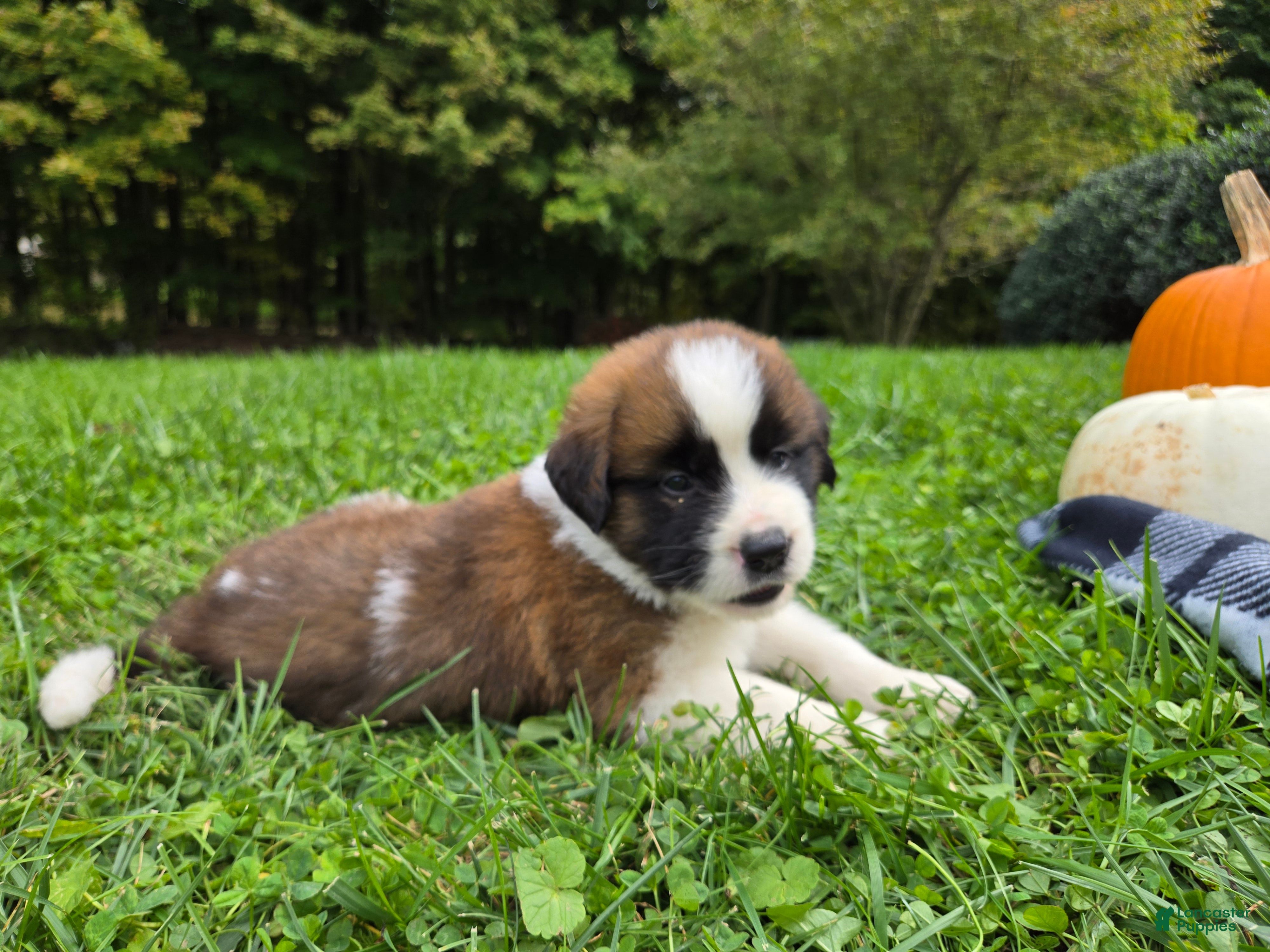 Saint Bernard dogs Avalanche - Ad 2