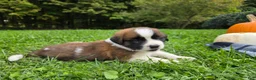 Saint Bernard dogs for sale: Avalanche - Ad 2