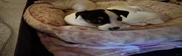 Jack Russell Terrier dogs for sale: Puppy 1 - Ad 2