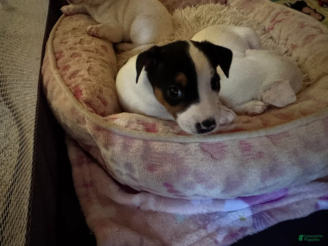 Jack Russell Terrier dogs for sale: Puppy 1 - Ad 2