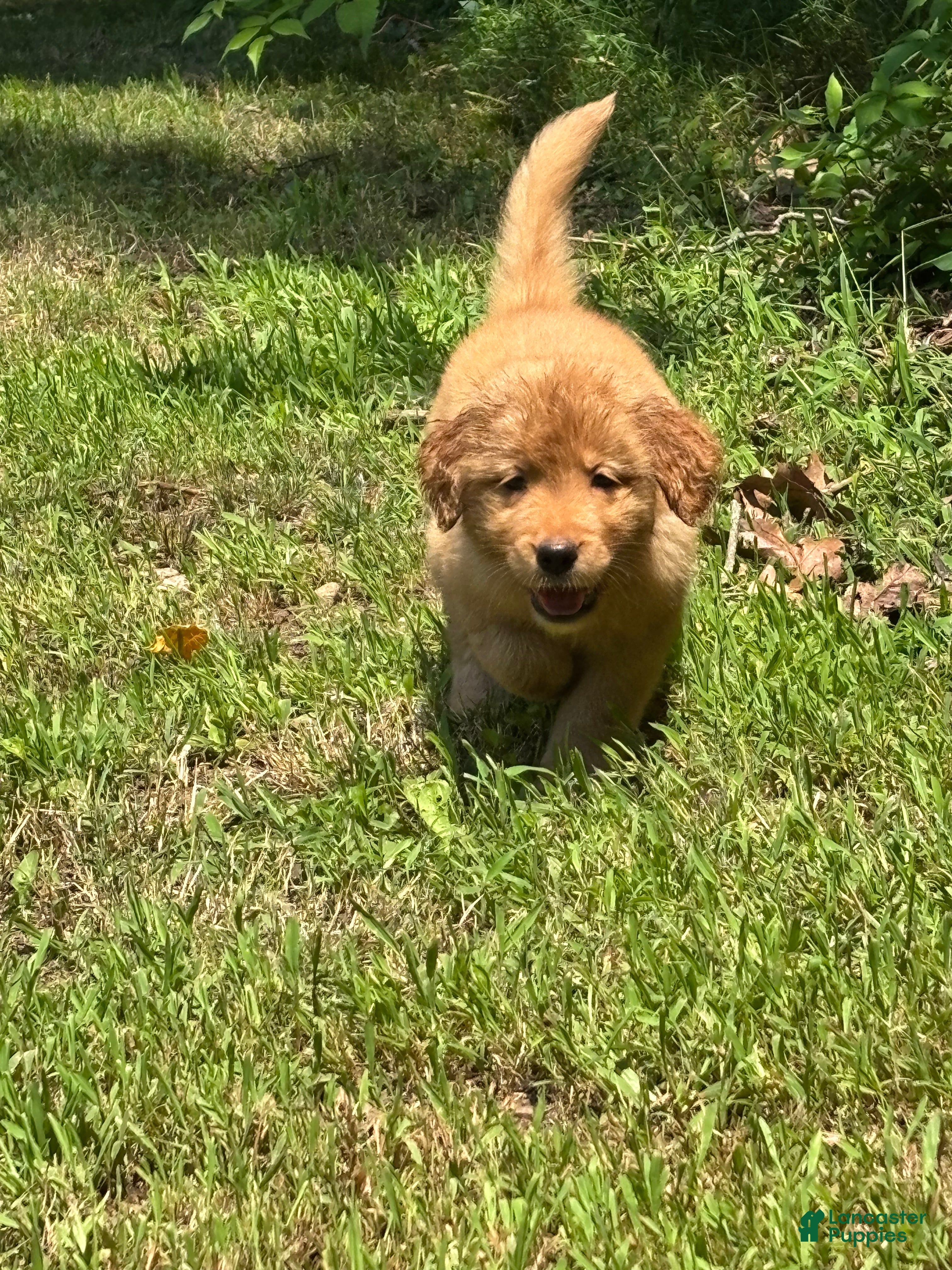 Golden Retriever dogs Dark Pink - Ad 7