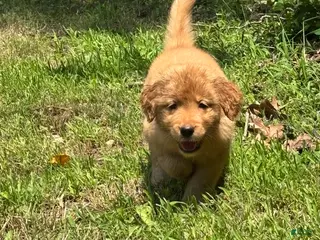 Golden Retriever dogs Dark Pink - Ad 7